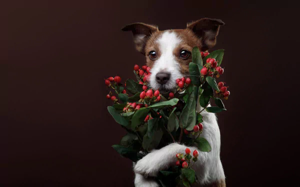 terrier baby animal berry dog Animal puppy HD Desktop Wallpaper | Background Image