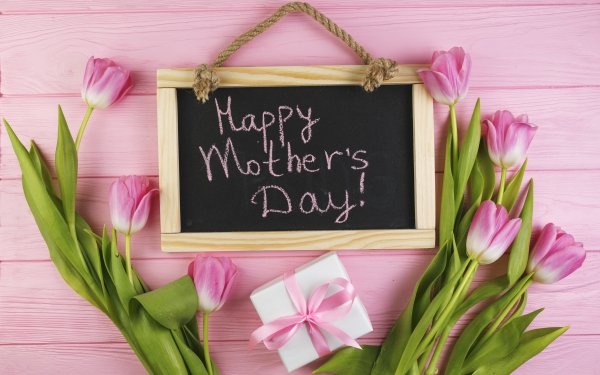 Holiday Mother's Day Gift Flower Tulip Pink Flower HD Wallpaper | Background Image