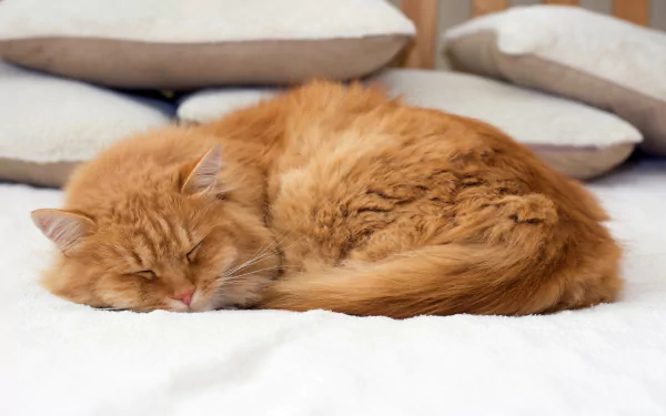 A fluffy orange cat peacefully sleeping on a soft white surface with cushions in the background. 4K Ultra HD PC desktop wallpaper and background.