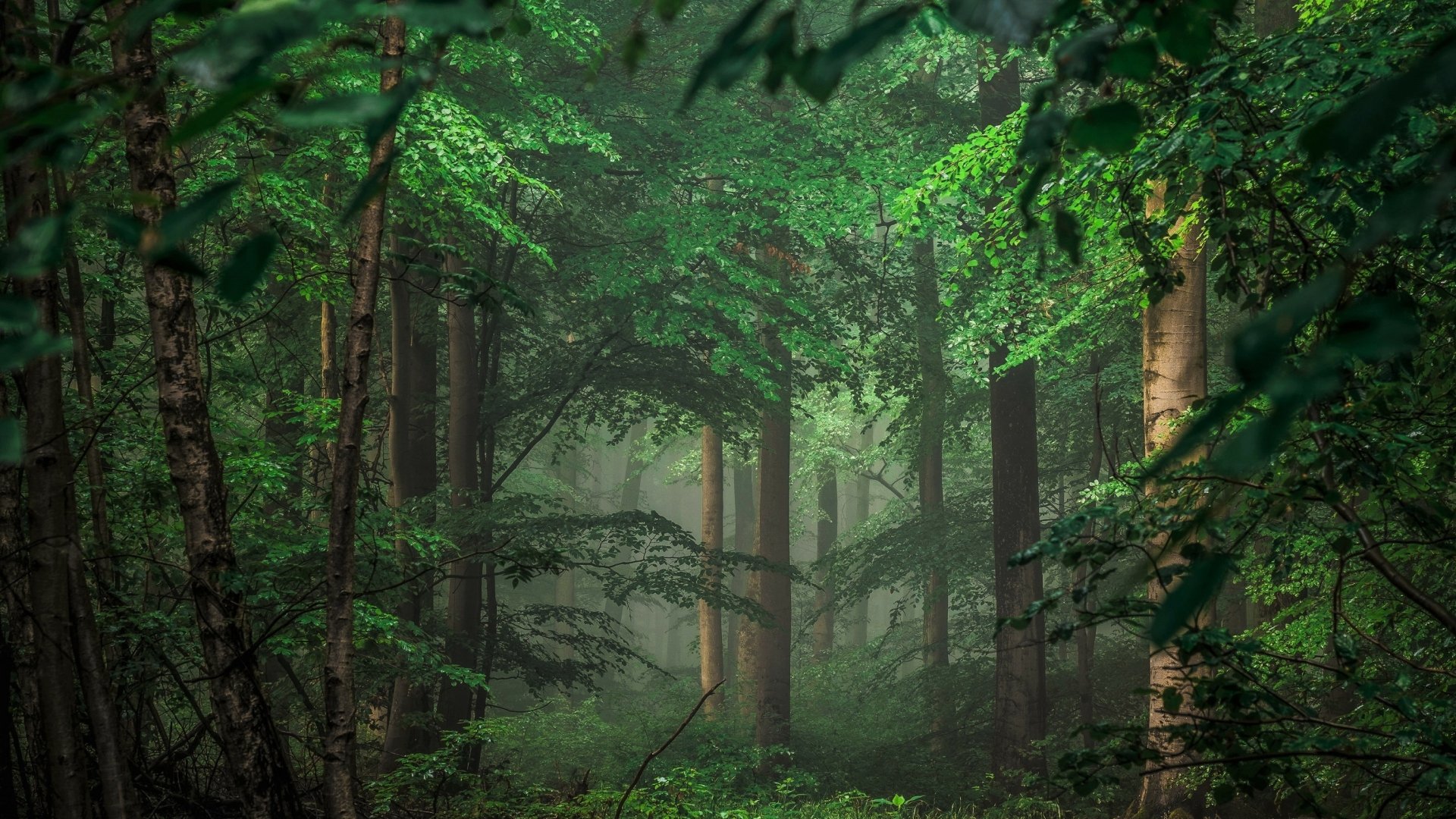 HD PC desktop wallpaper of a lush green forest enveloped in soft fog, showcasing dense trees and vibrant foliage in a serene natural setting.
