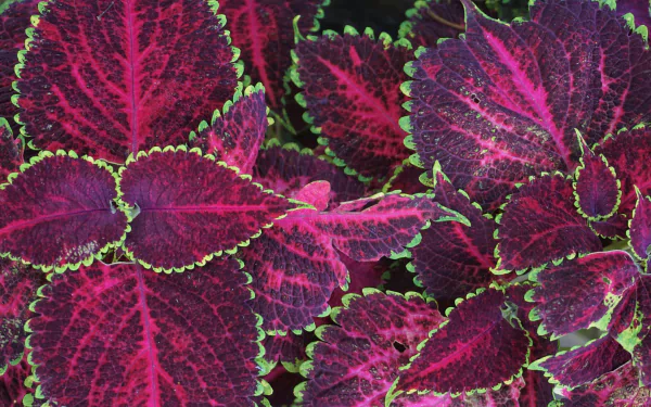  Purple Coleus