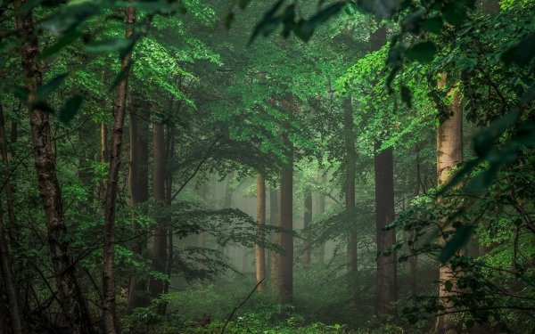 Earth Forest Green Fog HD Wallpaper | Background Image