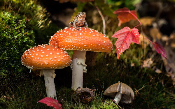 A vibrant HD desktop wallpaper featuring a small frog perched on an orange spotted mushroom, surrounded by moss and colorful fall leaves.