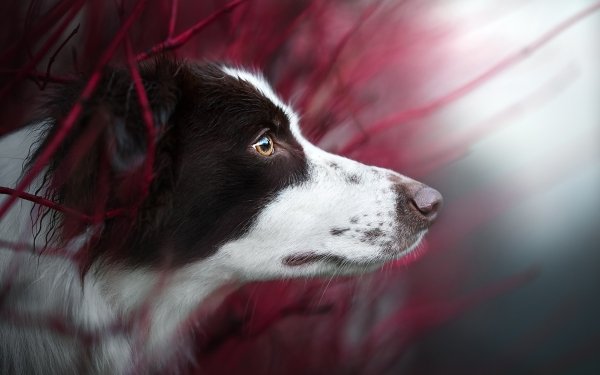 Animal Border Collie Dogs Dog Muzzle HD Wallpaper | Background Image