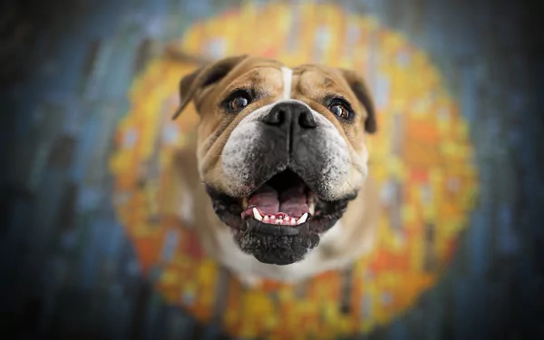 dog Animal english bulldog HD Desktop Wallpaper | Background Image