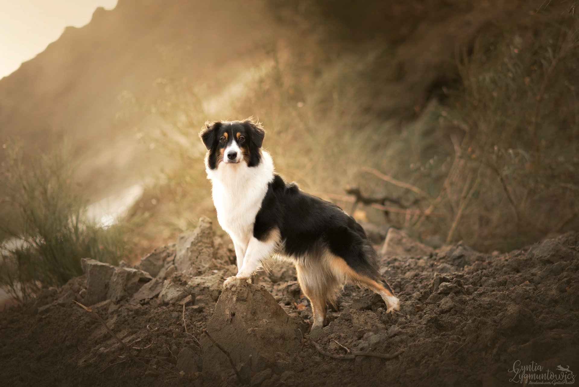 HD desktop wallpaper featuring an Australian Shepherd standing alert on rocky terrain with a soft, muted background.