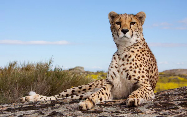 HD desktop wallpaper featuring a cheetah resting on a rocky surface with a clear blue sky and natural landscape in the background.