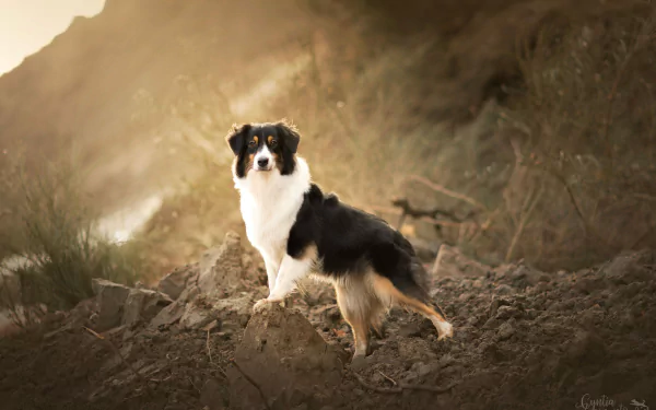Animal australian shepherd HD Desktop Wallpaper | Background Image