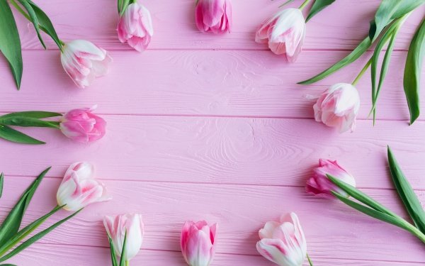 Man Made Flower Pink Flower Tulip HD Wallpaper | Background Image