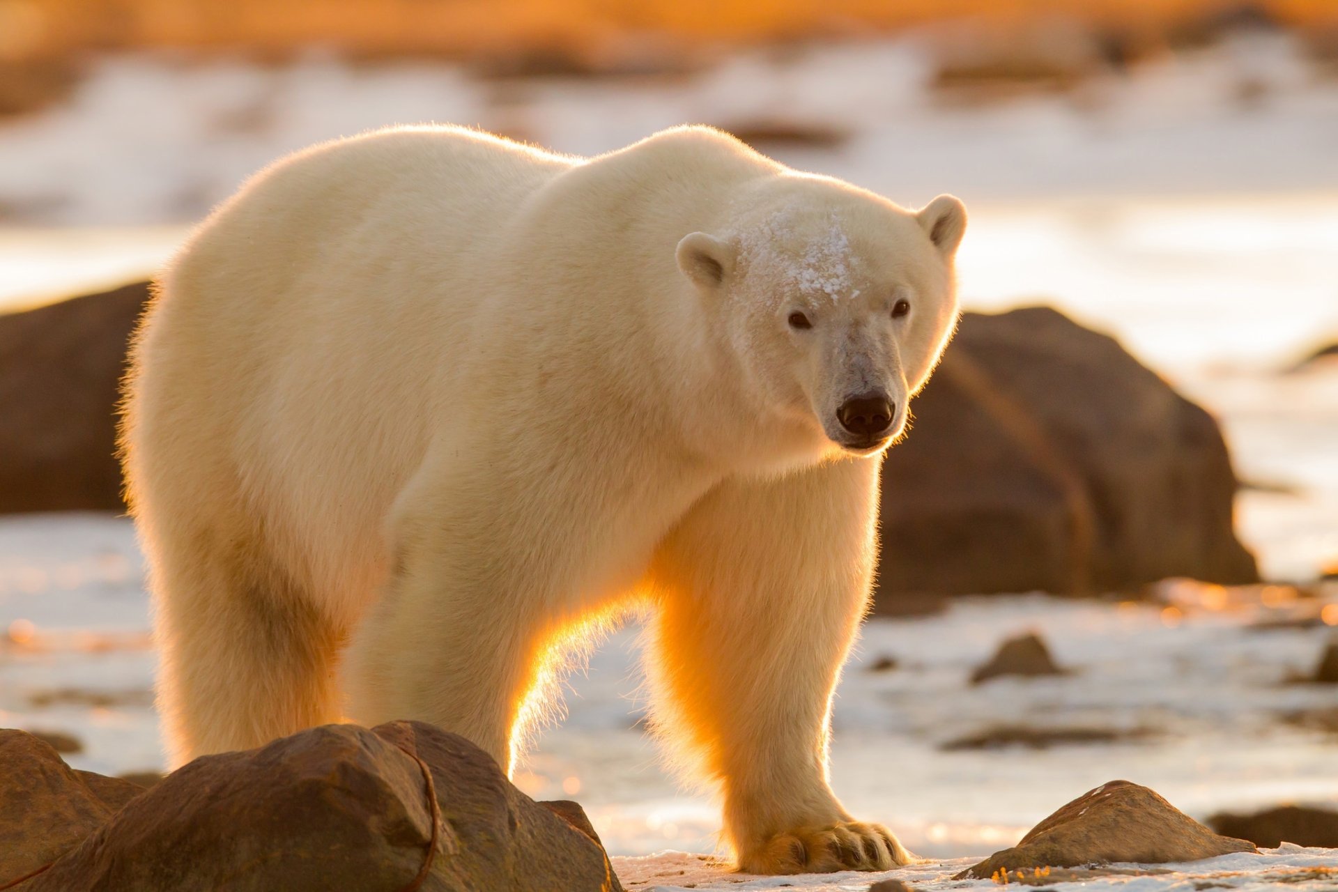 HD PC desktop wallpaper featuring a close-up of a polar bear standing among rocks in a softly lit, natural environment.