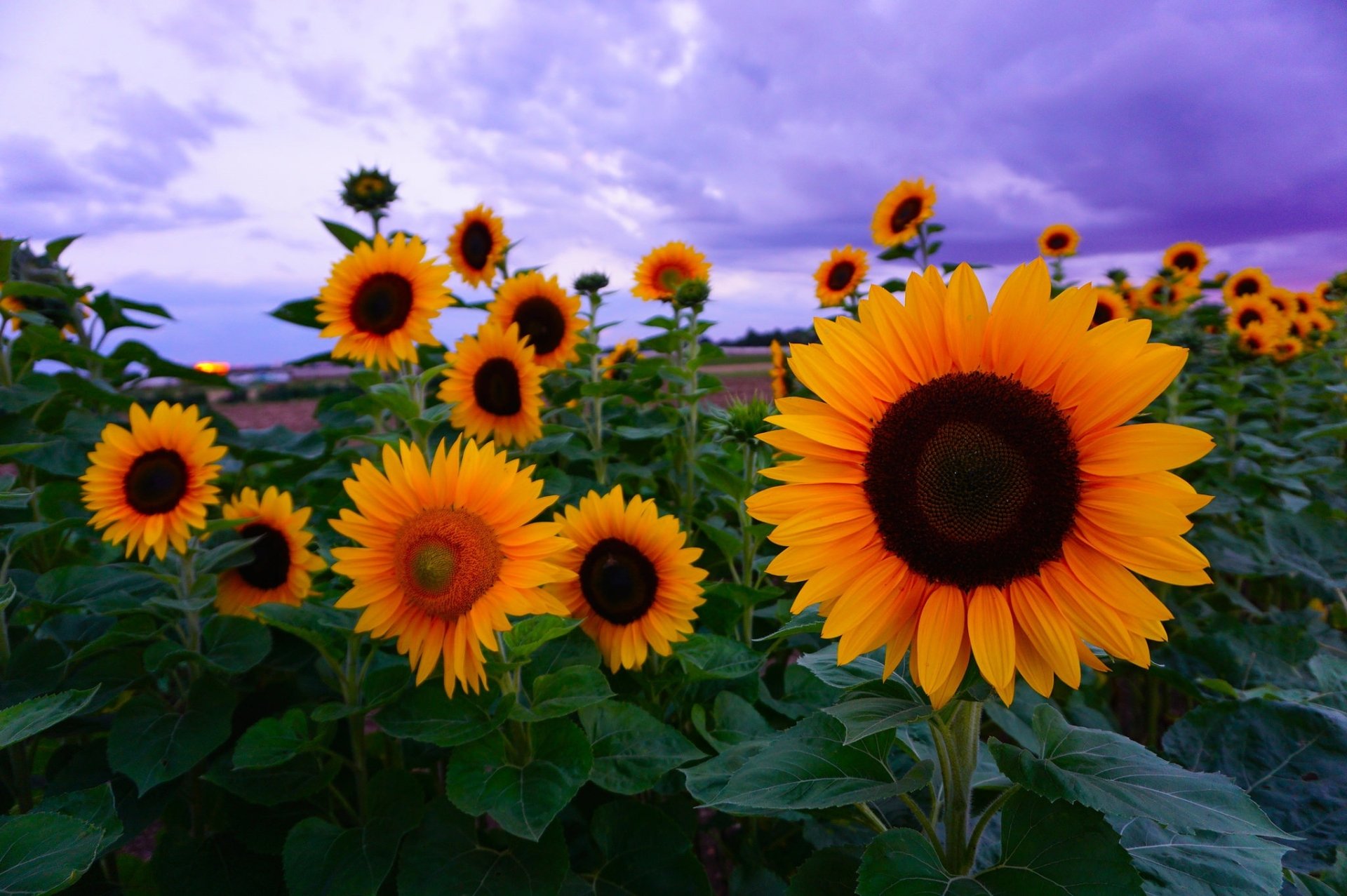 Download Yellow Flower Flower Summer Nature Sunflower Hd Wallpaper 2494