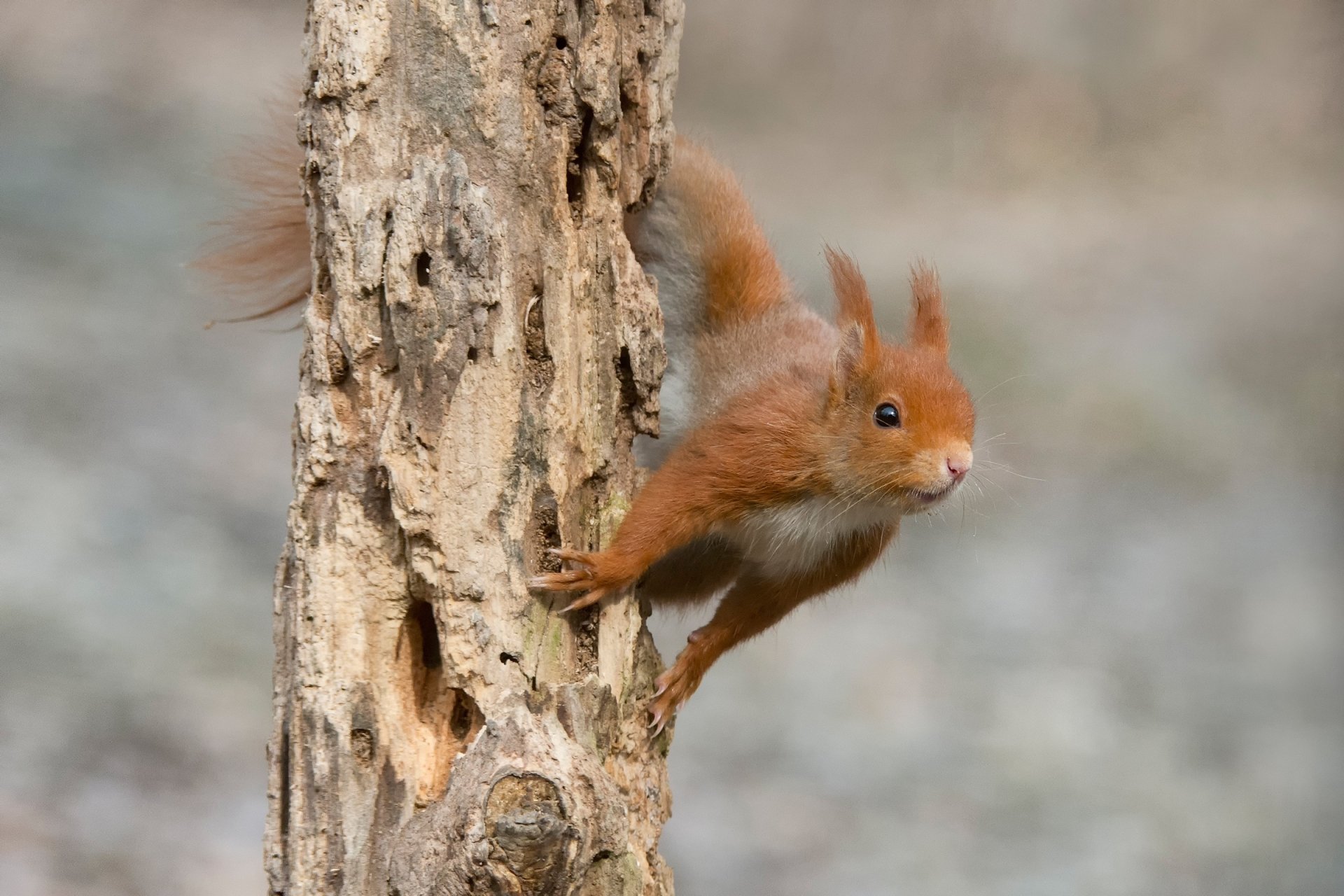 HD desktop wallpaper showing a red squirrel rodent leaping from the side of a tree trunk against a blurred natural background.