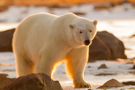 HD PC desktop wallpaper featuring a close-up of a polar bear standing among rocks in a softly lit, natural environment.