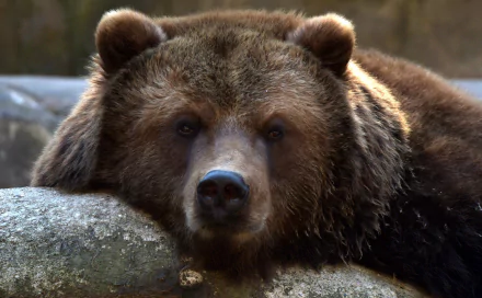 Close-up of a bear's intense stare, captured in HD, making a striking animal-themed PC desktop wallpaper and background.