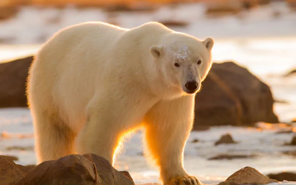 HD PC desktop wallpaper featuring a close-up of a polar bear standing among rocks in a softly lit, natural environment.