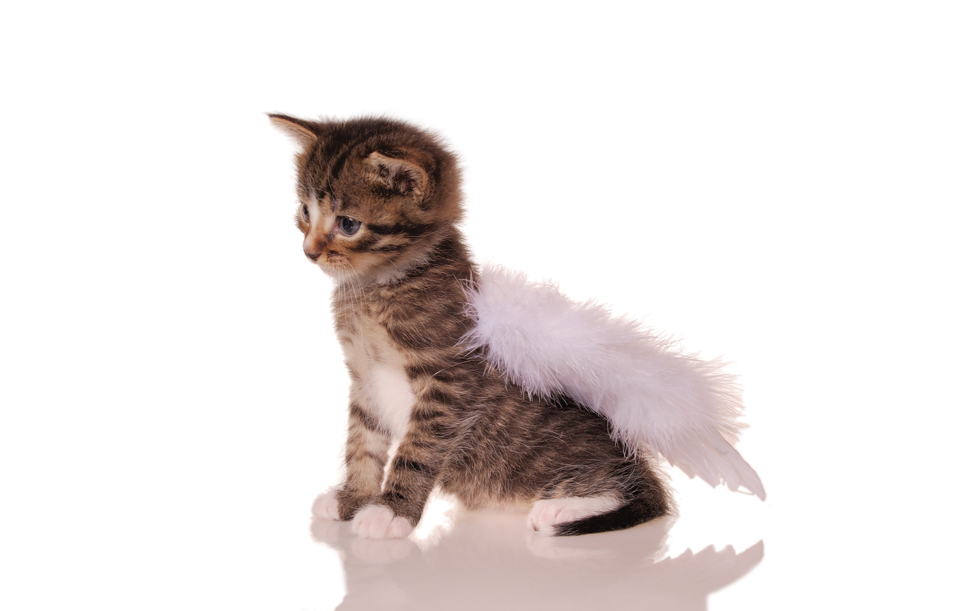 Adorable Angelic Cat - Hd Wallpaper