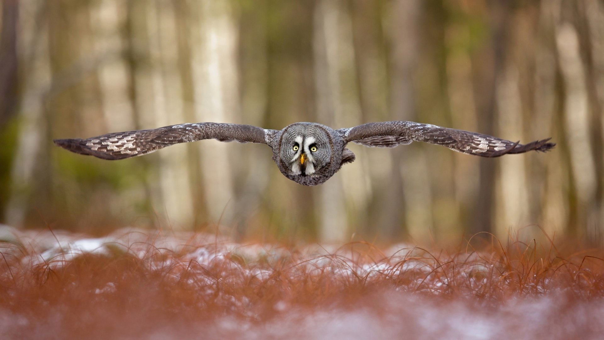 HD desktop wallpaper of an owl in mid-flight with outstretched wings, captured with a shallow depth of field highlighting the bird against a blurred forest background.