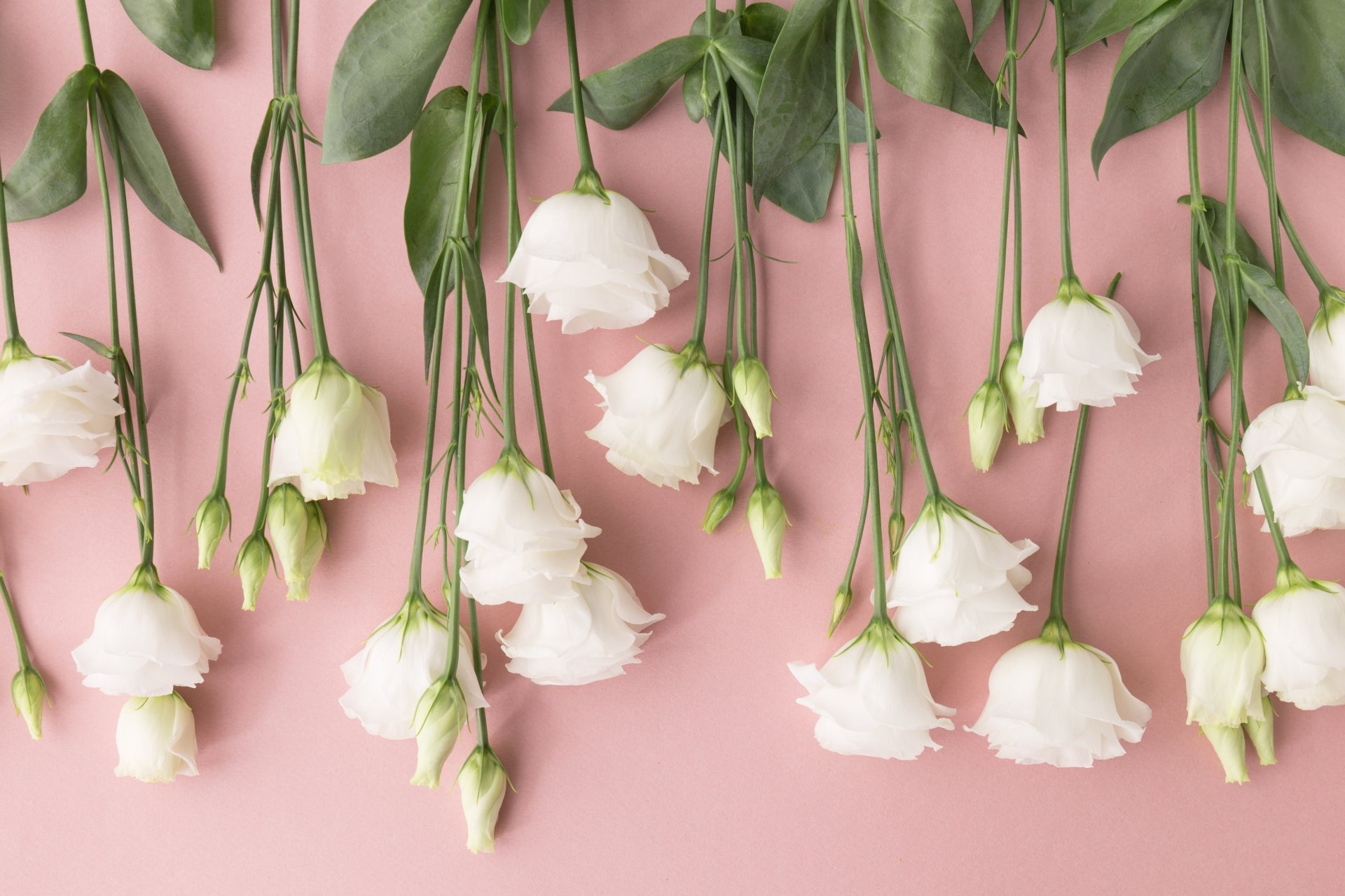 A 4K Ultra HD desktop wallpaper featuring delicate white man-made roses hanging upside down against a soft pink background.