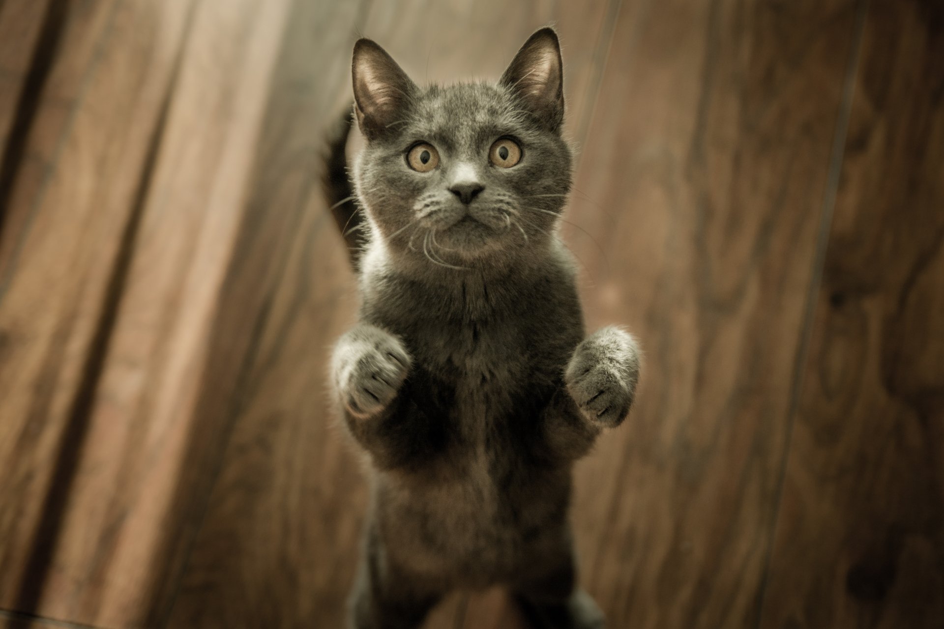 A gray cat with intense eyes stares forward, standing on its hind legs against a wooden background, captured in 4K Ultra HD for a striking PC desktop wallpaper.