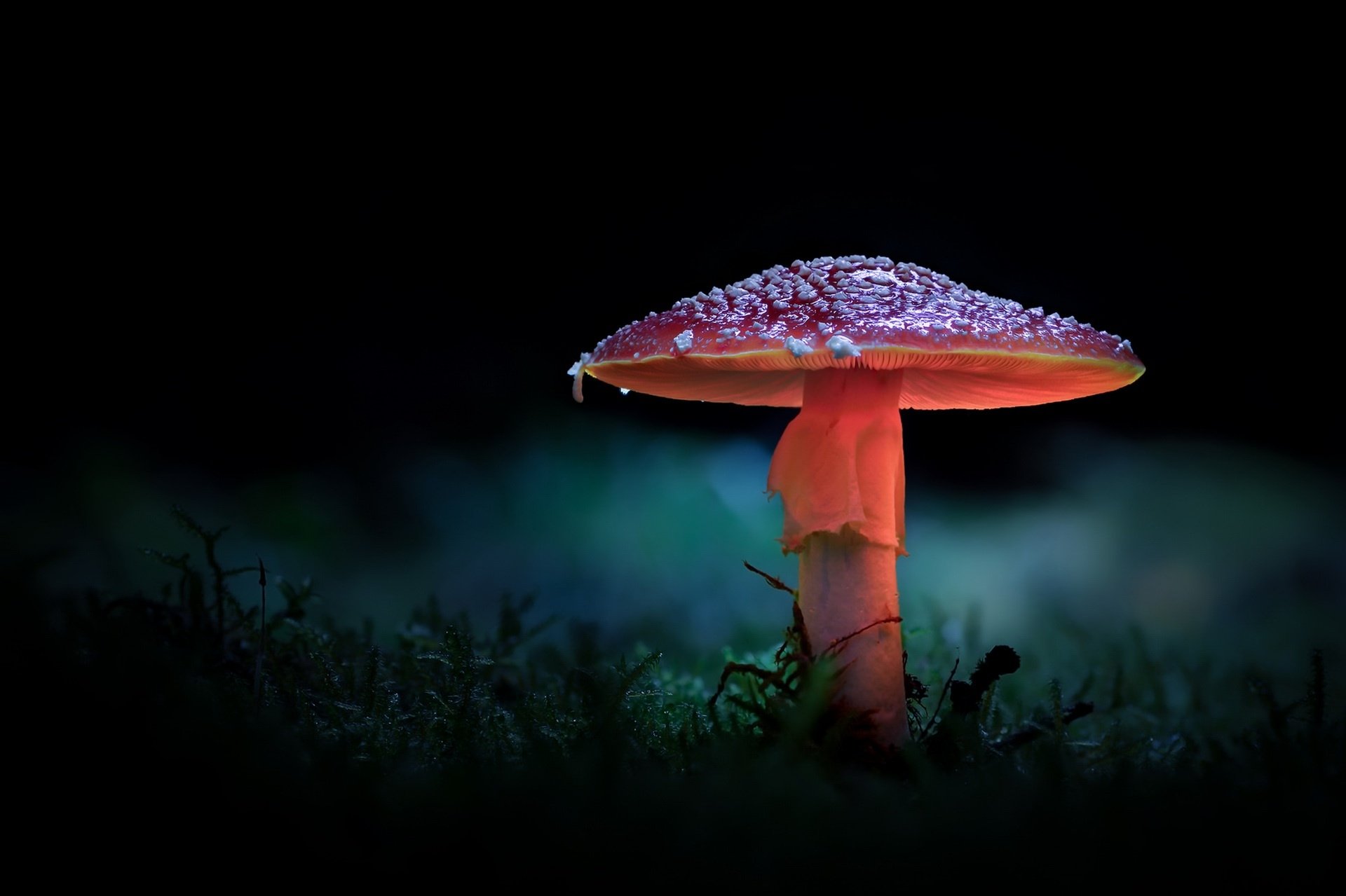 Nature Mushroom HD Wallpaper