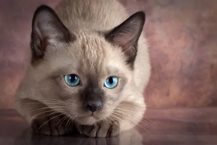 Close-up HD desktop wallpaper featuring a Siamese cat with striking blue eyes against a soft, warm background.