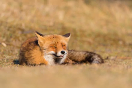 HD desktop wallpaper featuring a fox resting peacefully on dry grass in a natural setting.