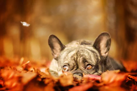 5K Ultra HD PC desktop wallpaper: French bulldog (animal) peeking through fall leaves with shallow depth of field and warm autumn bokeh.