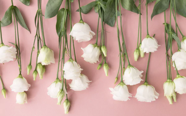 A 4K Ultra HD desktop wallpaper featuring delicate white man-made roses hanging upside down against a soft pink background.