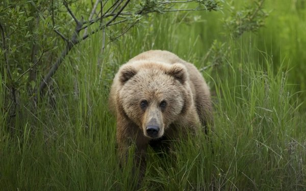 Animal Bear Bears Stare HD Wallpaper | Background Image