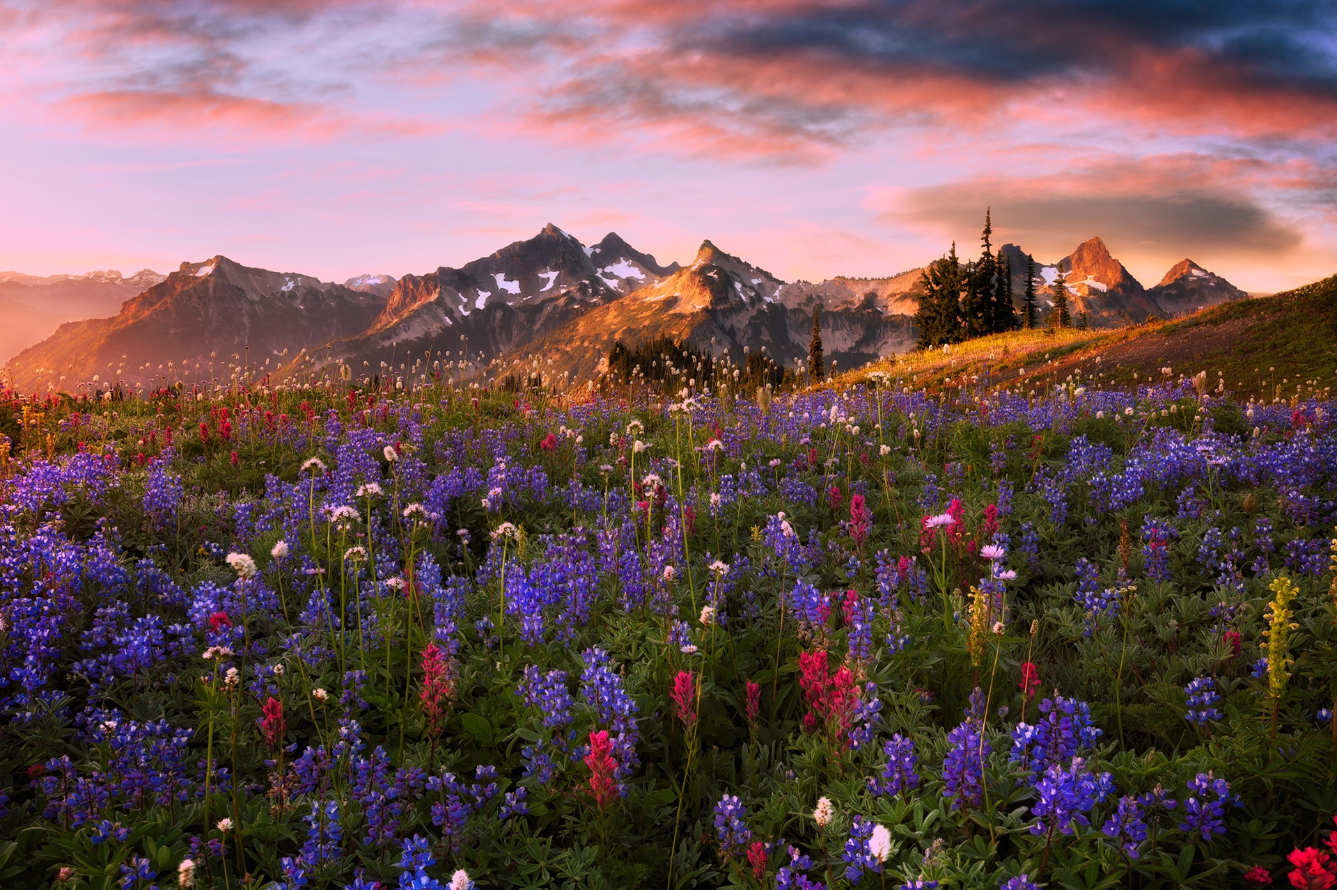 Download Mountain Flower Nature Landscape HD Wallpaper