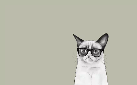 grumpy cat minimalist funny cat HD Desktop Wallpaper | Background Image