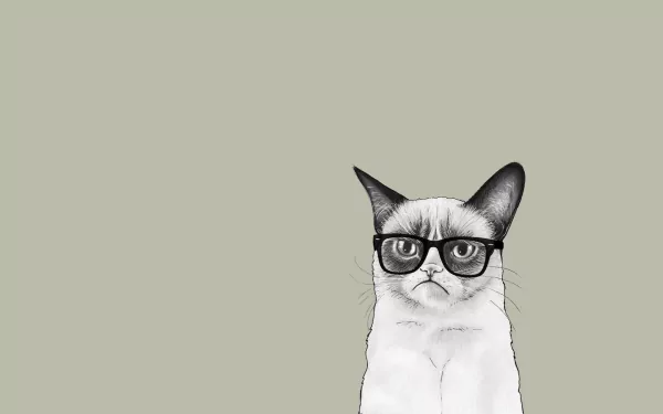 grumpy cat minimalist funny cat HD Desktop Wallpaper | Background Image