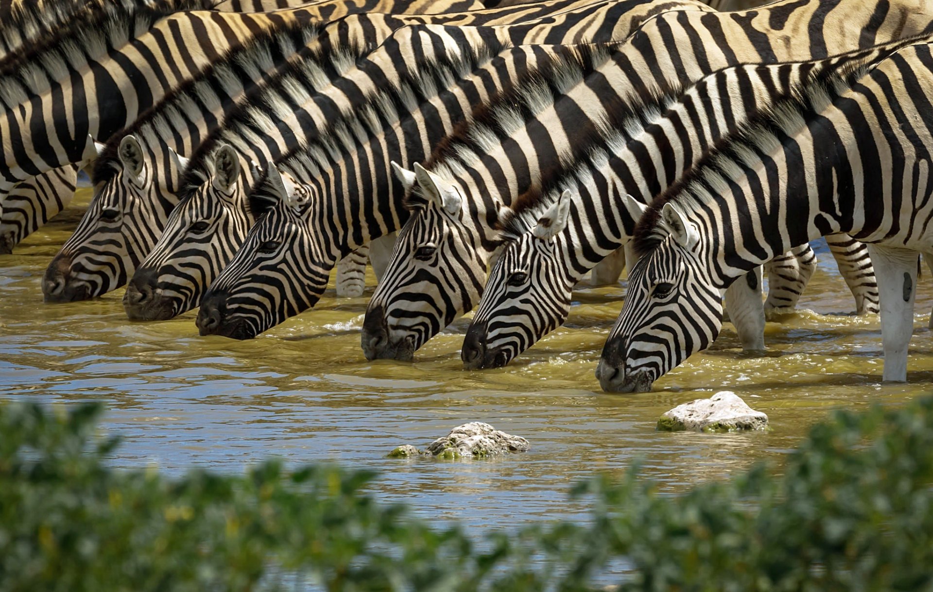 HD PC desktop wallpaper featuring a close-up of a group of zebras drinking water, showcasing their distinctive black and white striped patterns.