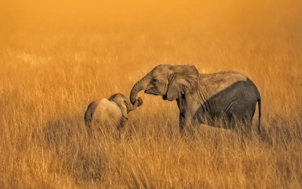 A baby African bush elephant standing with an adult elephant in the golden grasslands of Africa. This HD image serves as a serene desktop wallpaper and background.