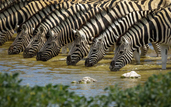 Animal zebra HD Desktop Wallpaper | Background Image
