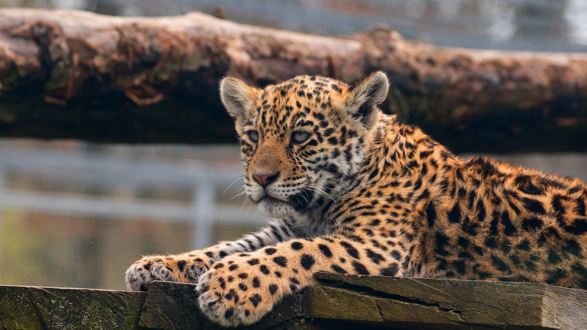 Close-up of a baby leopard resting on a log, captured in stunning 4K Ultra HD, showcasing the animal's detailed fur and expressive eyes.