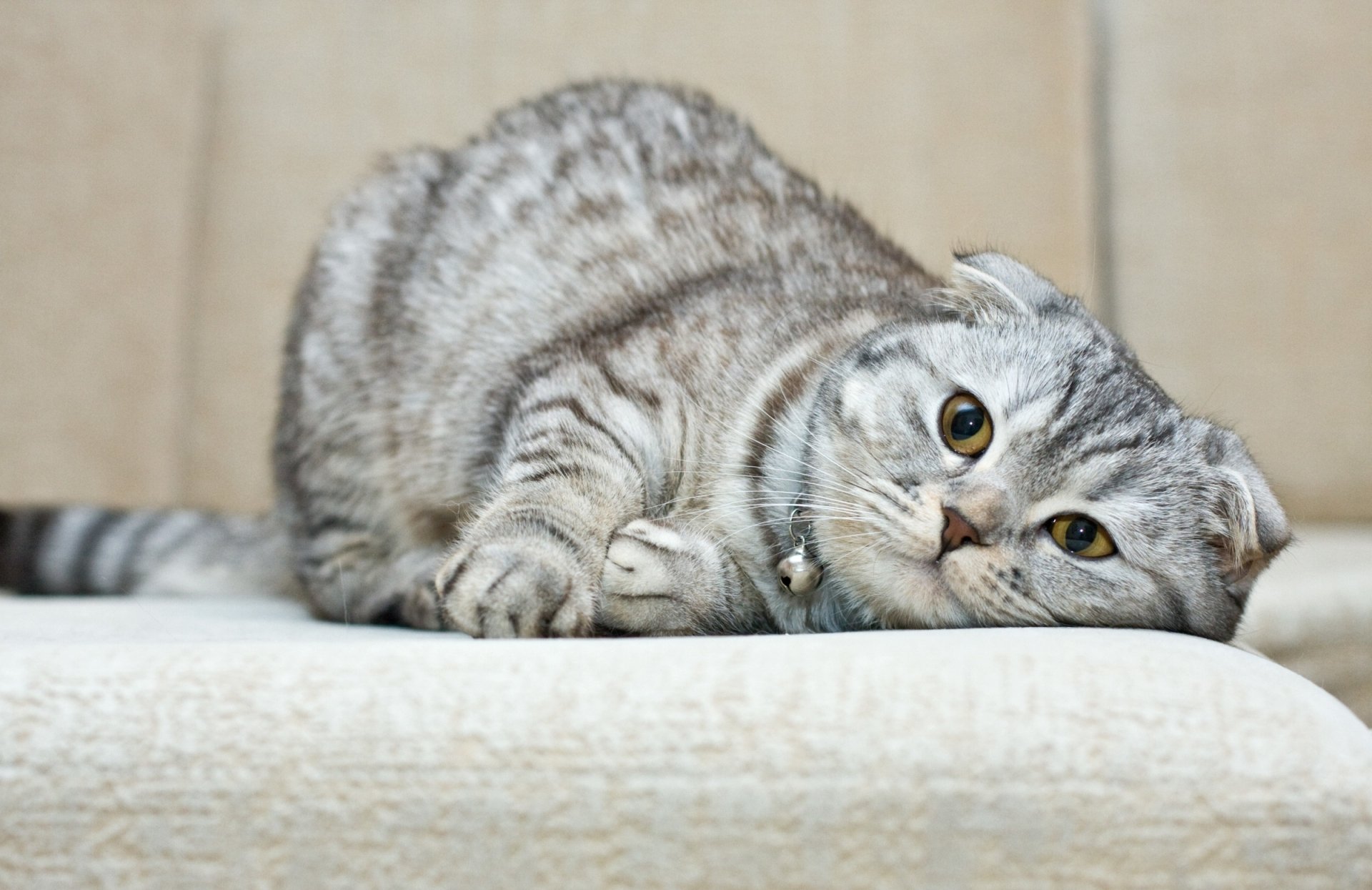 HD PC desktop wallpaper featuring a close-up of a gray Scottish Fold cat lying on a light-colored surface with a neutral background.