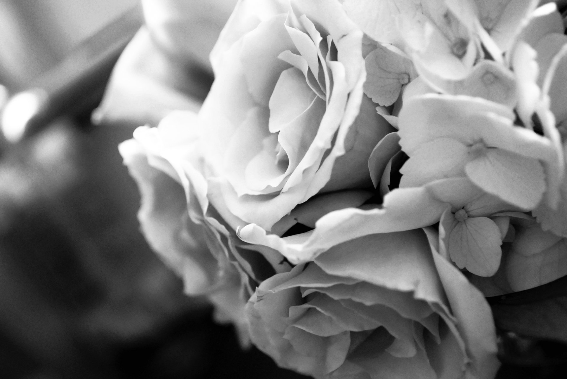 Download Flower Photography Black & White HD Wallpaper by corvettefreak1992