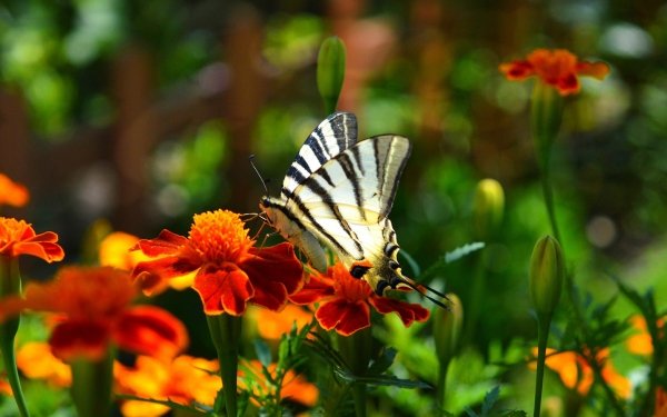 Animal Butterfly Insect Macro Orange Flower Bokeh HD Wallpaper | Background Image