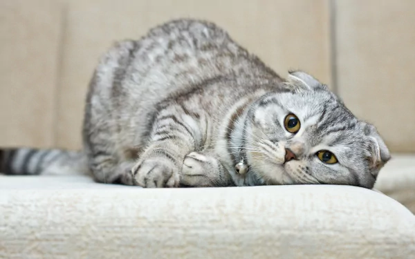 HD PC desktop wallpaper featuring a close-up of a gray Scottish Fold cat lying on a light-colored surface with a neutral background.