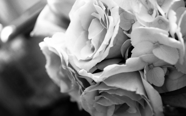 Photography Black & White Flower HD Wallpaper | Background Image