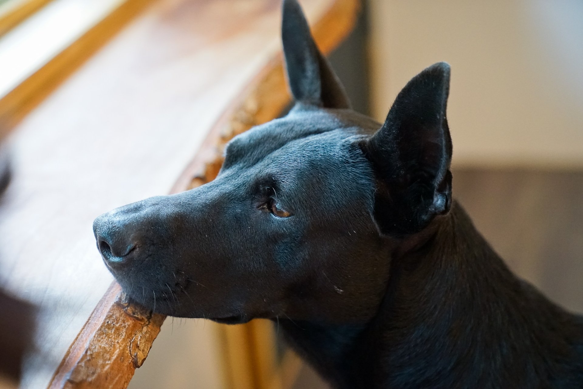 Close-up of a black dog’s muzzle and alert ears resting on a wooden ledge — an HD PC desktop wallpaper background featuring an animal dog.