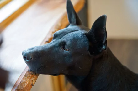 Close-up of a black dog’s muzzle and alert ears resting on a wooden ledge — an HD PC desktop wallpaper background featuring an animal dog.