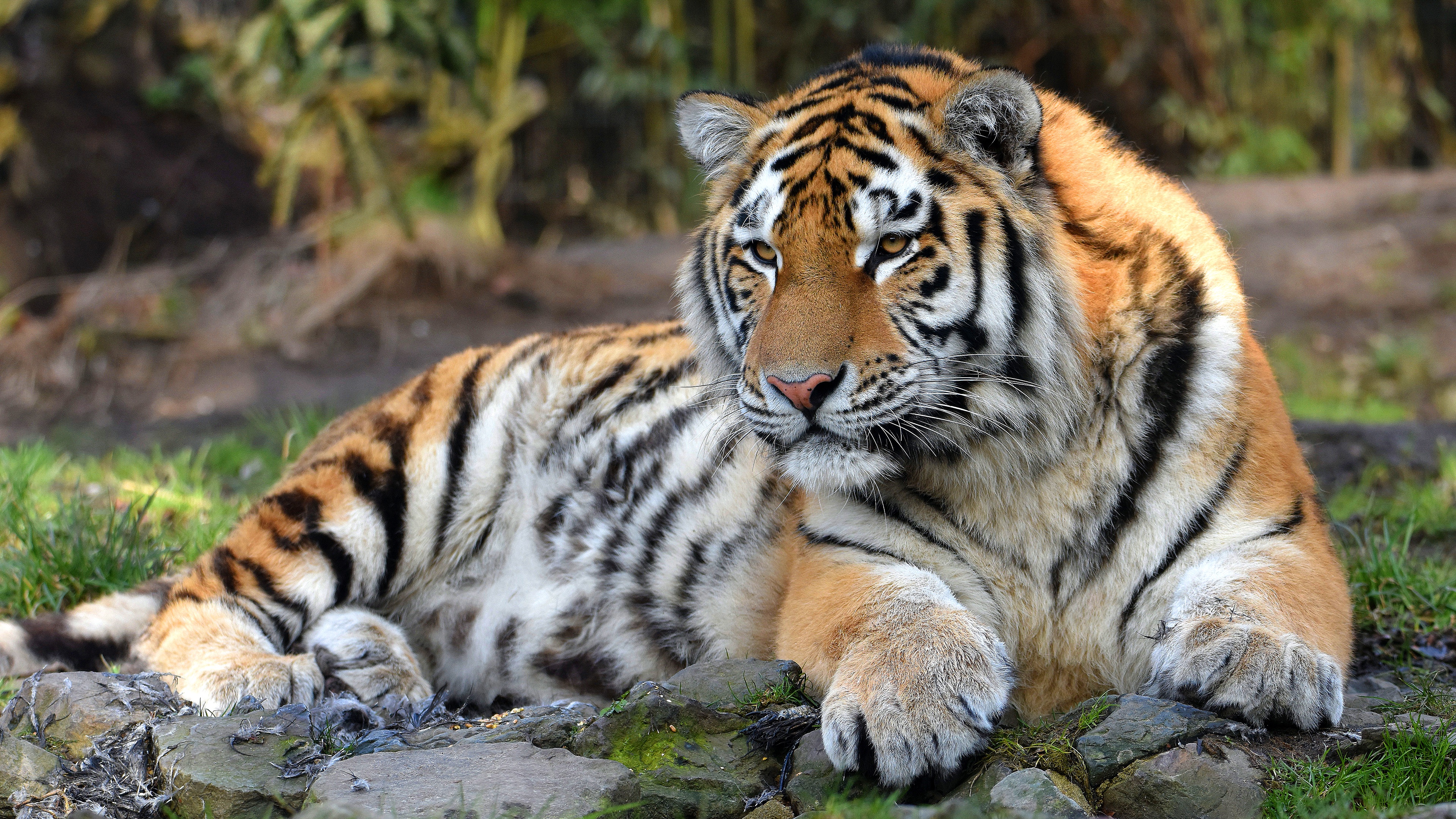 Majestic Tiger: 4K Ultra HD Wallpaper