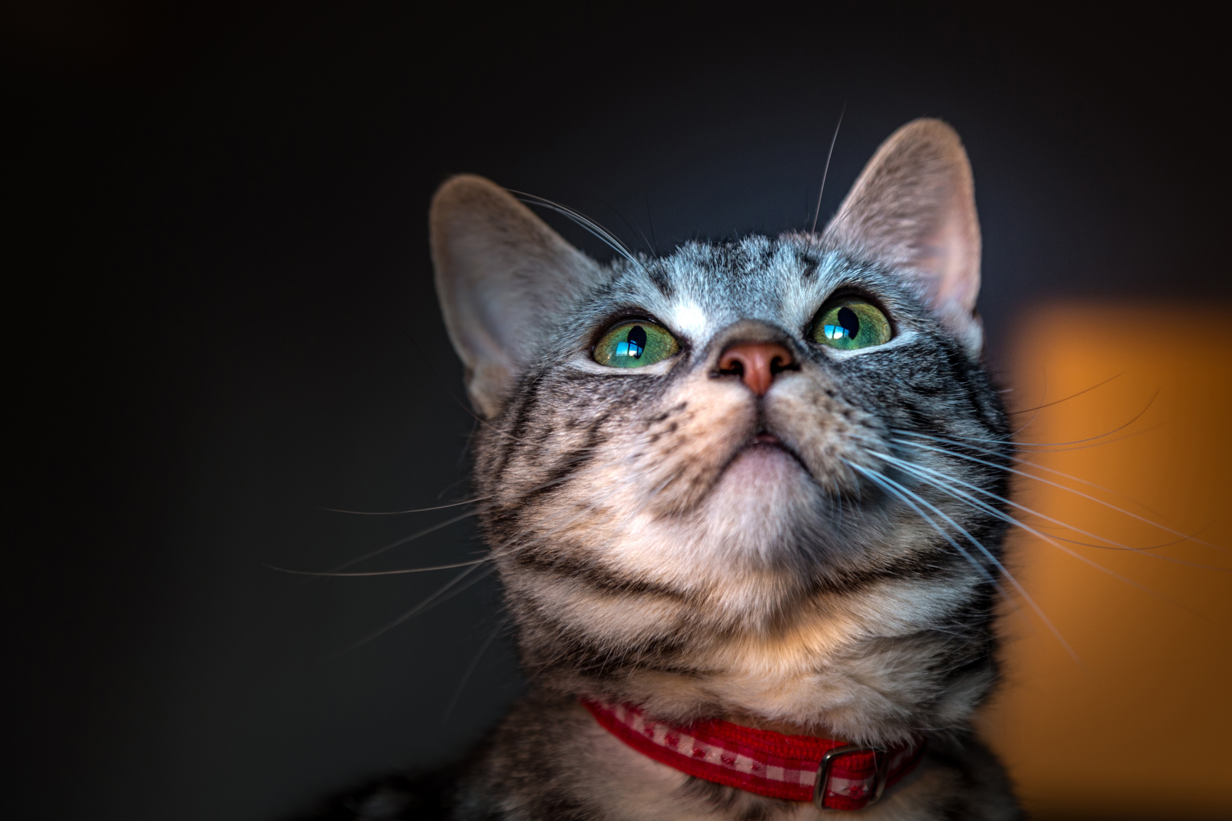 Animal Cat 4k Ultra HD Wallpaper