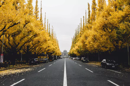A scenic HD desktop wallpaper featuring a road lined with tall trees bearing vibrant yellow foliage, stretching towards a distant building.