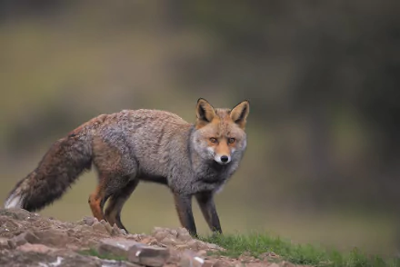 A sharp, high-definition desktop wallpaper featuring a fox with a blurred, natural background demonstrating depth of field.