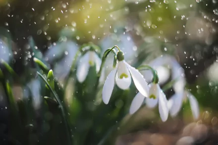 Macro shot of delicate white snowdrop flowers in nature, with soft light and blurred background, featured as an HD PC desktop wallpaper and background.