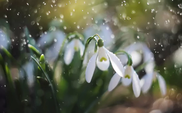 Macro shot of delicate white snowdrop flowers in nature, with soft light and blurred background, featured as an HD PC desktop wallpaper and background.