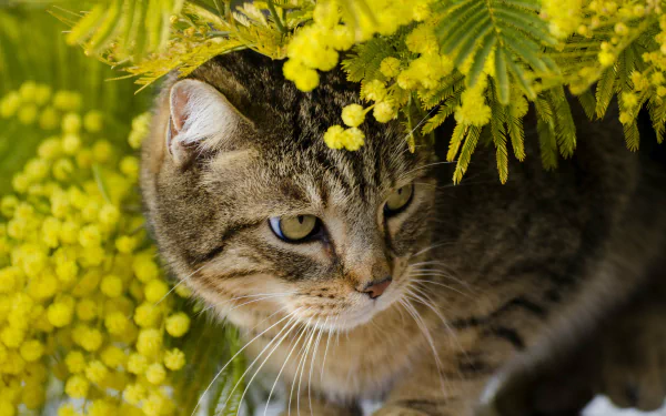 HD desktop wallpaper of a cat nestled among vibrant yellow flowers, exuding calm and curiosity.